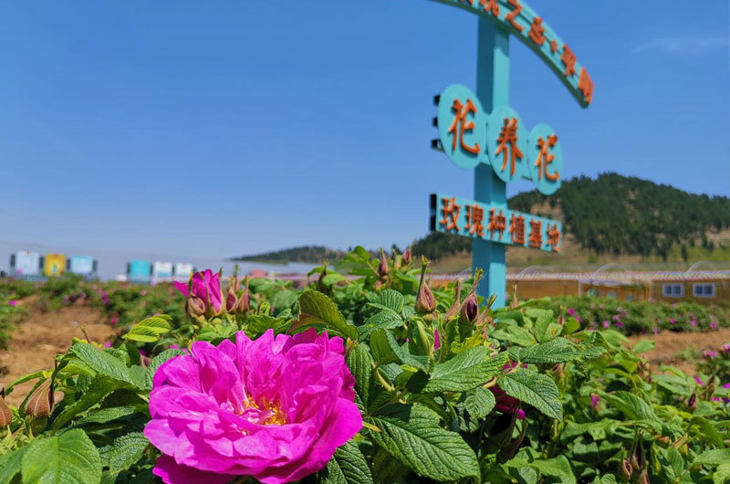 花(huā)養花(huā)玫瑰種植基地